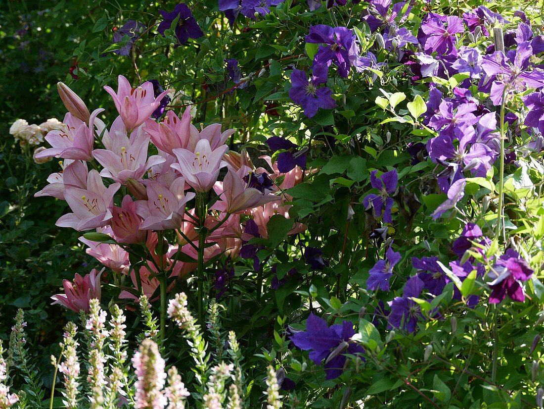 'Moleto' Lily and Clematis 'Jackmanii'