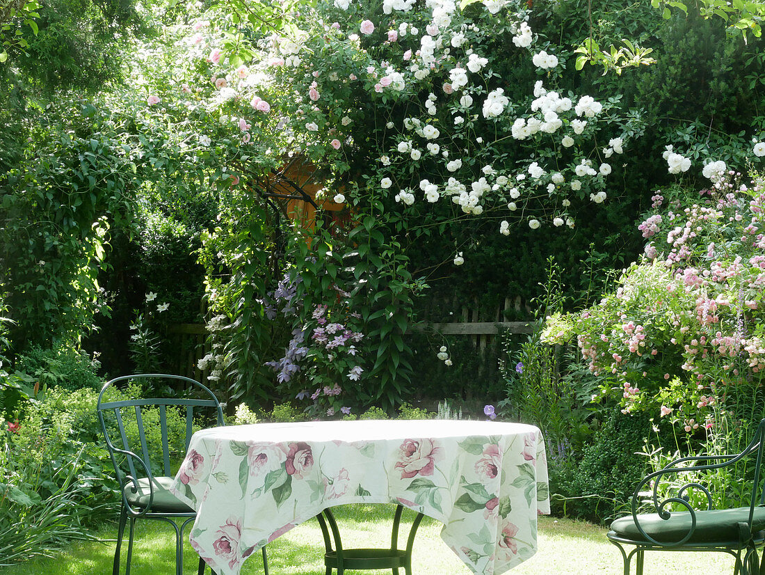 Seat in the garden in front of the climbing rose 'Climbing Iceberg'