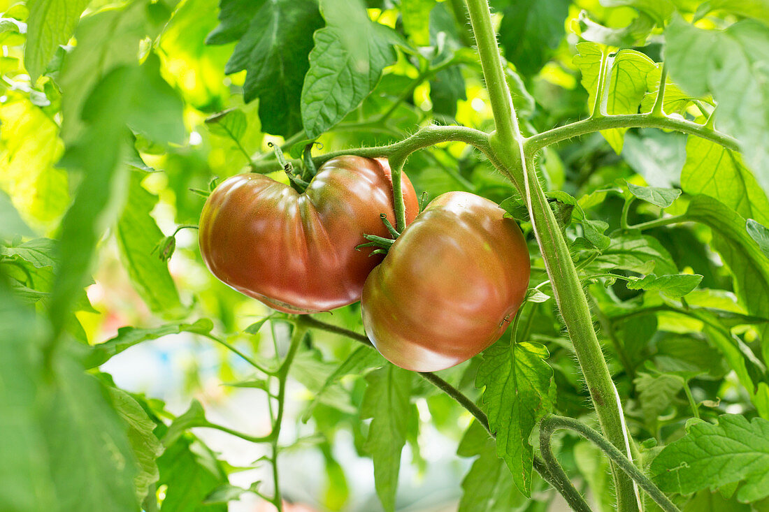 Two large tomatoes on the vine