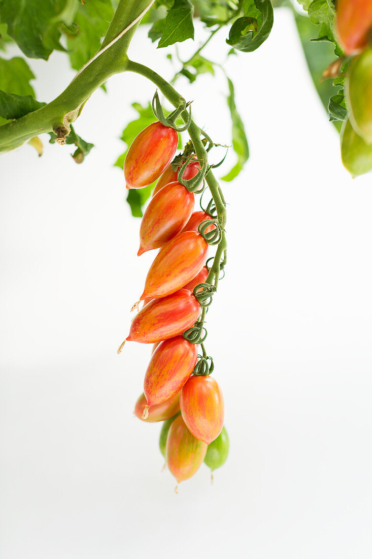 Tomatenrispe im Treibhaus