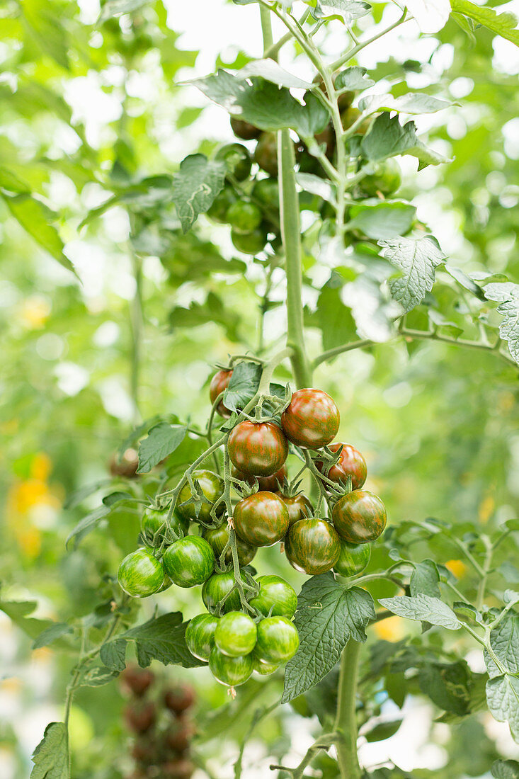 Hanging tomato vine