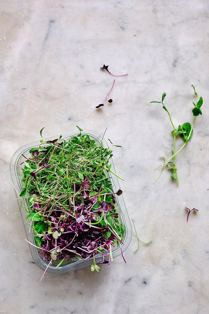 Various sprouts