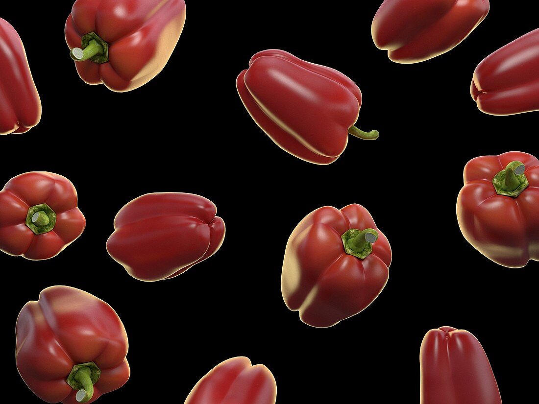 Bell peppers, illustration