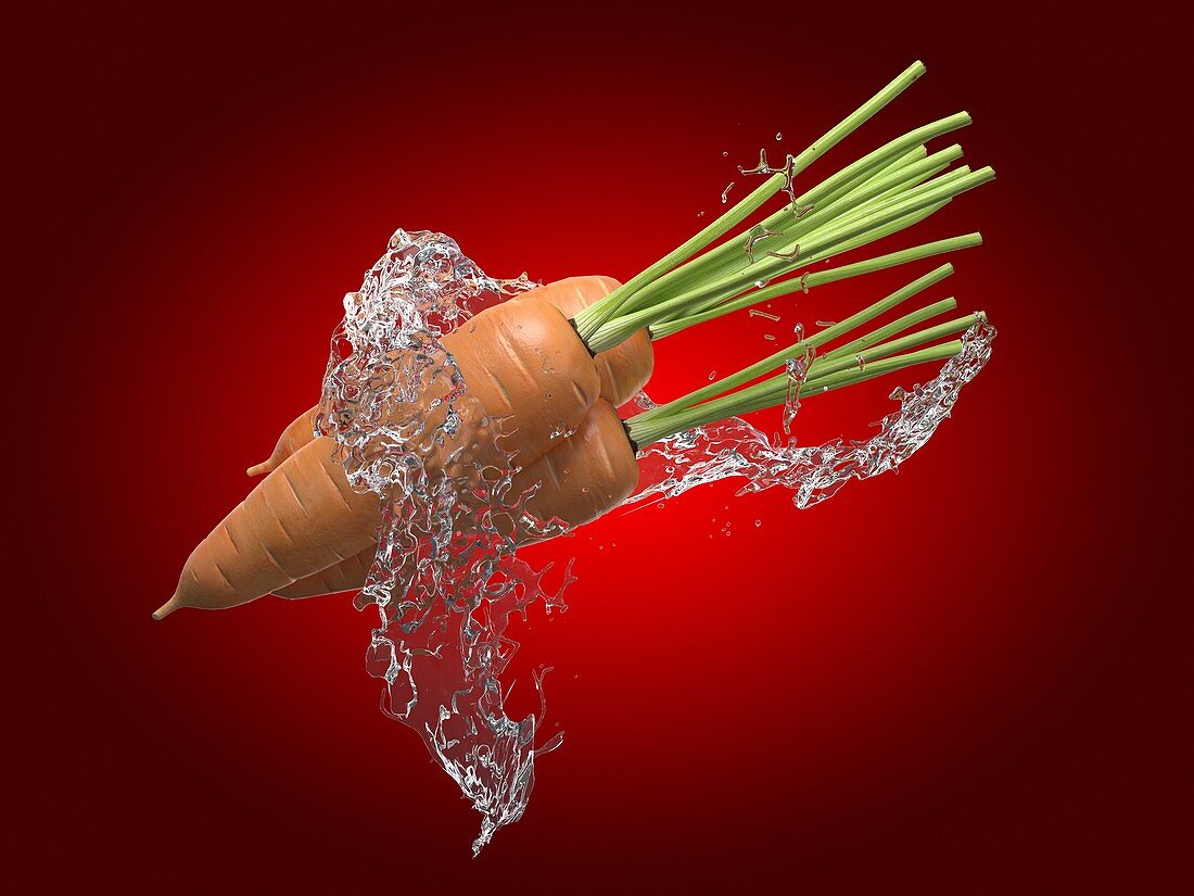 Carrots and water splash, illustration