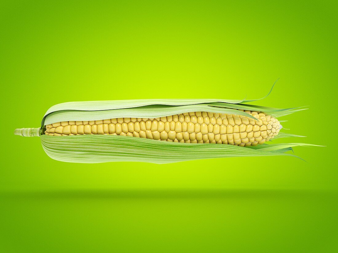 Corn on the cob, illustration