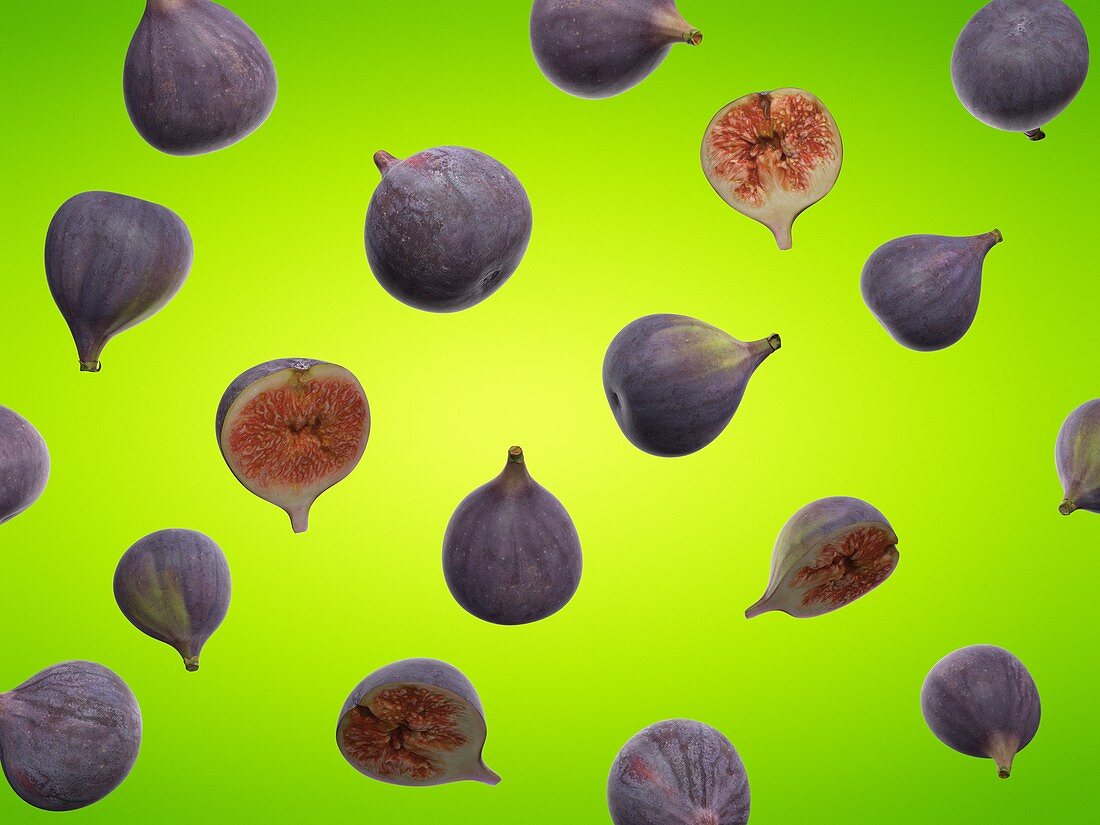 Figs, illustration