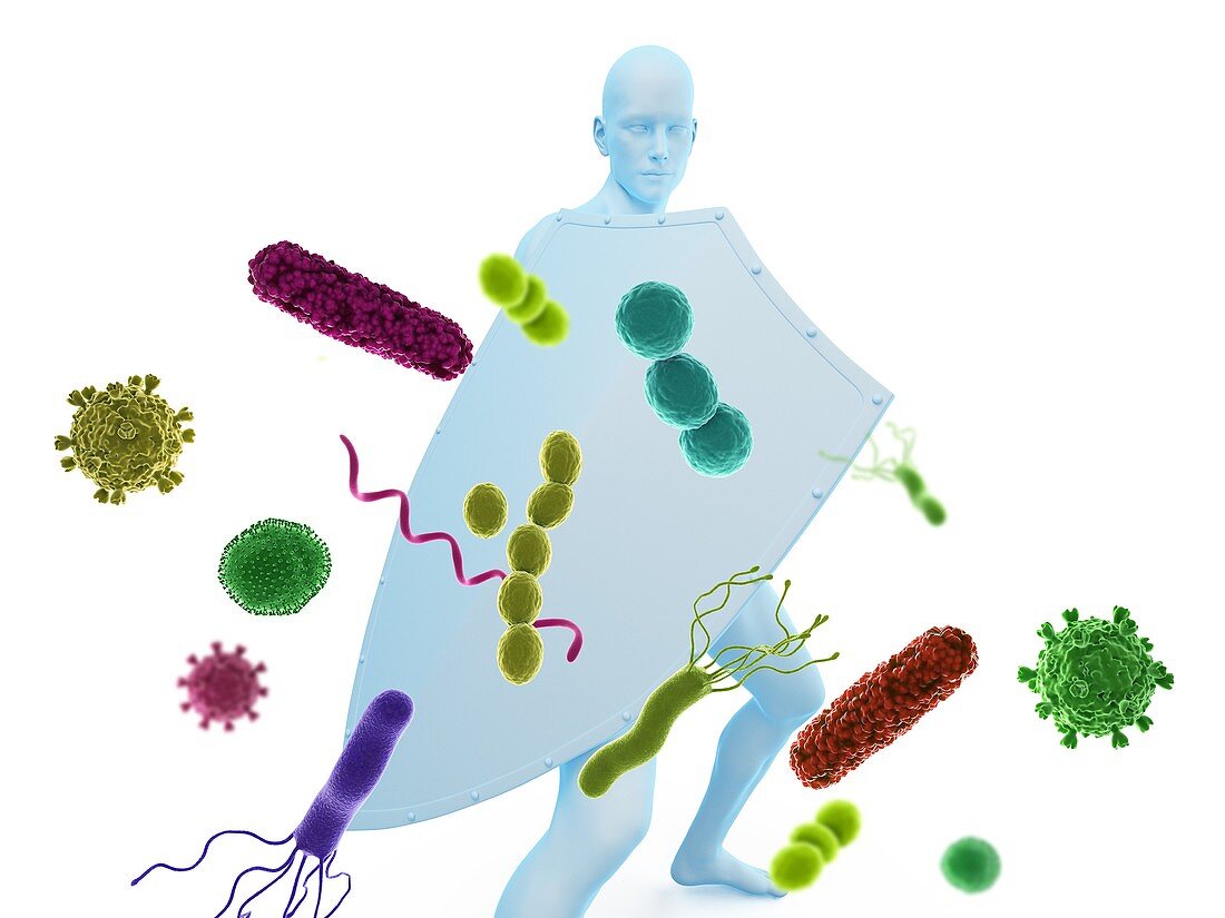 Immune system, conceptual illustration