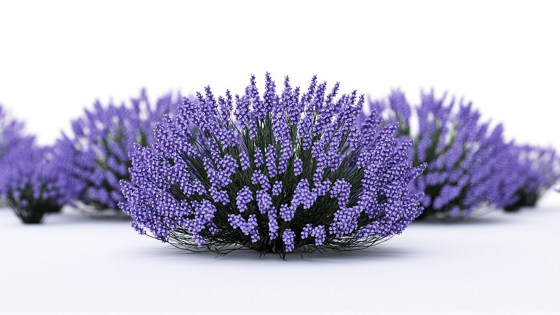 Lavender, illustration