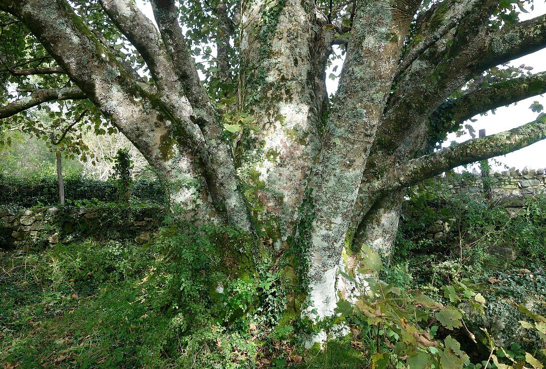 Sycamore (Acer pseudoplatanus)