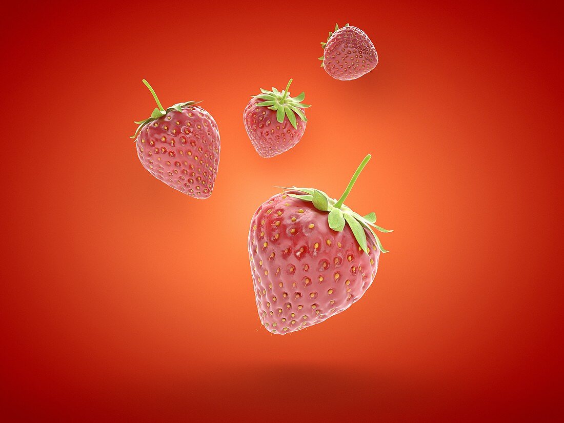 Strawberries, illustration