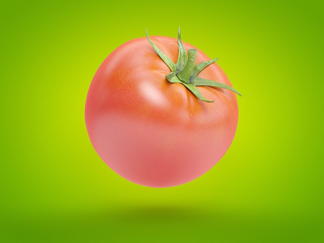 Tomato, illustration