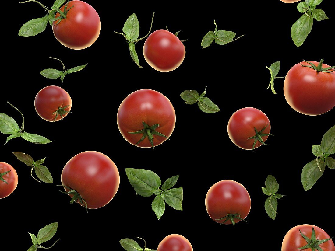 Tomatoes and basil, illustration