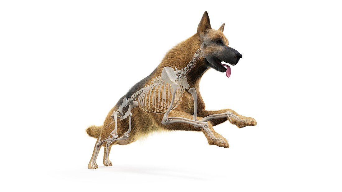 Dog bones, illustration