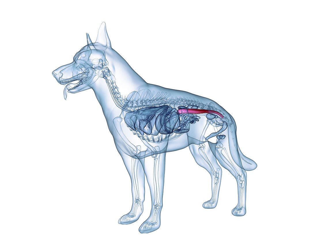 Dog colon, illustration