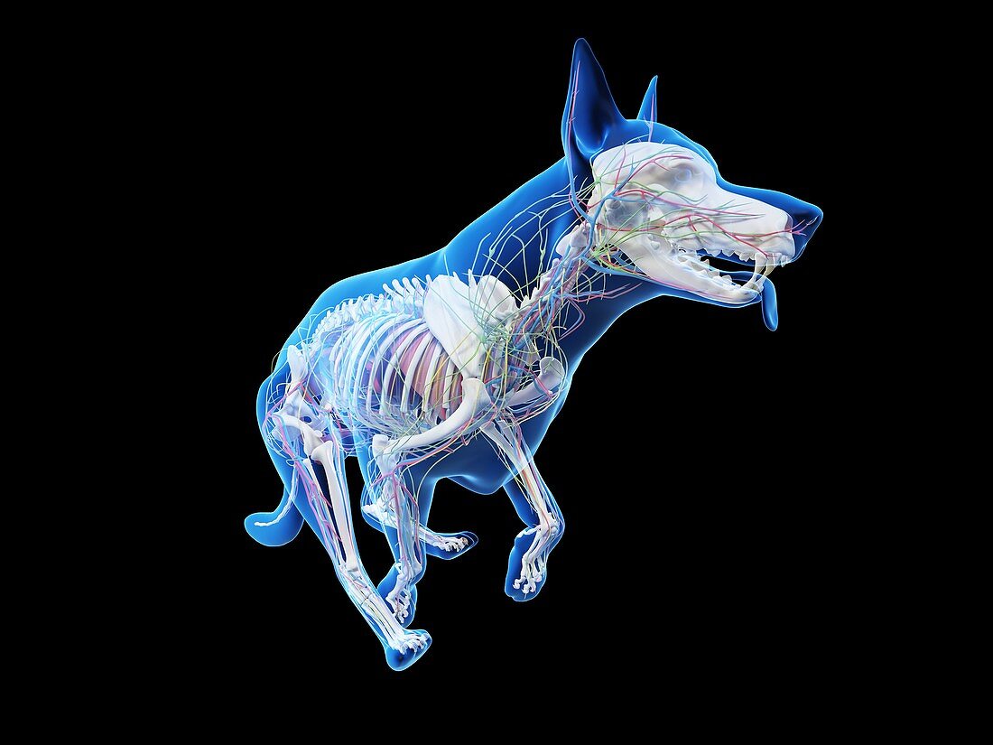 Dog internal anatomy, illustration
