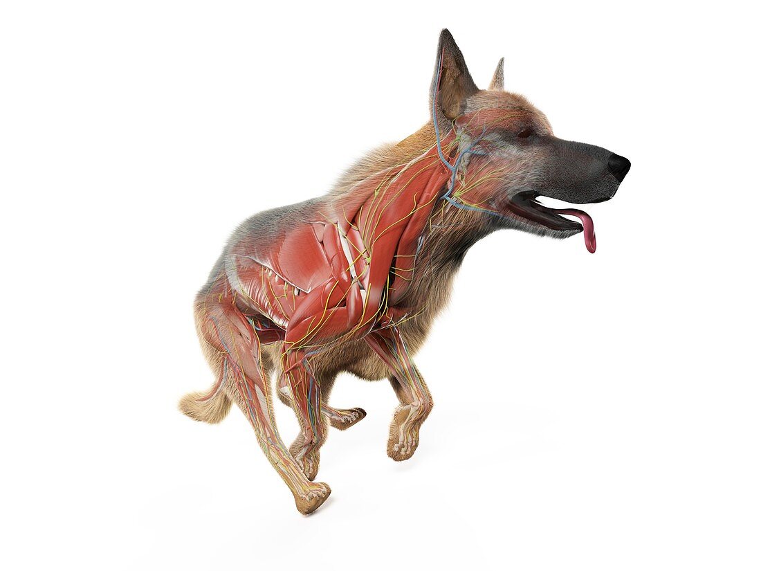 Dog muscles, illustration