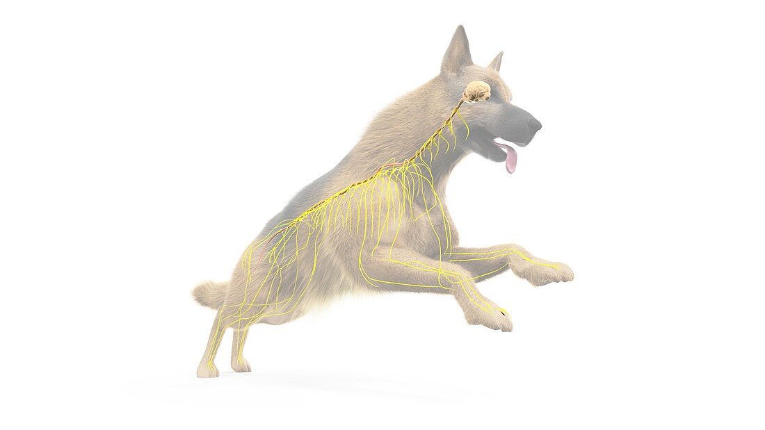 Dog nerves, illustration