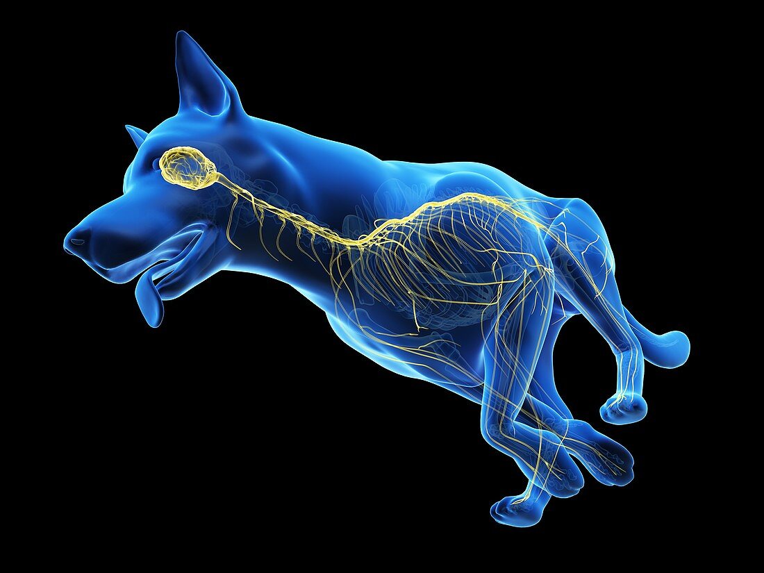 Dog nervous system, illustration