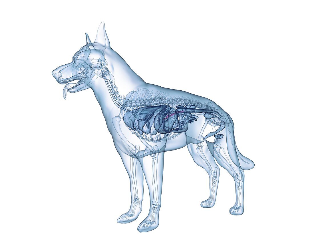 Dog pancreas, illustration