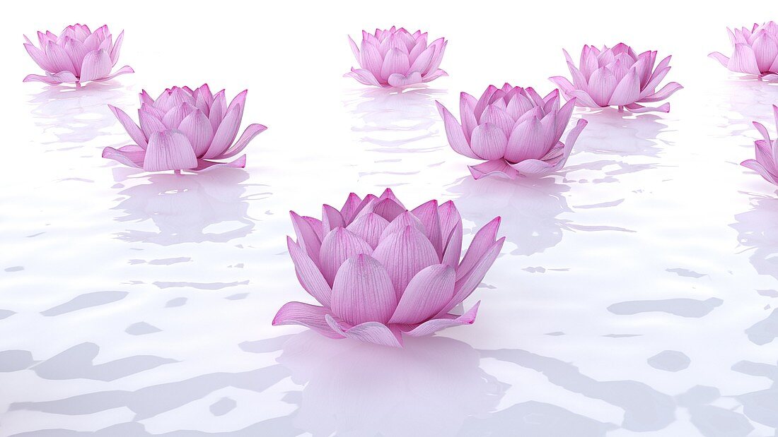 Lotus flowers, illustration