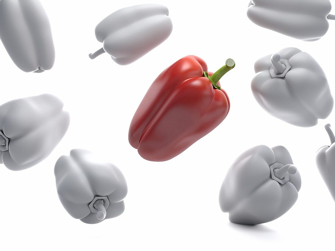 Peppers, illustration