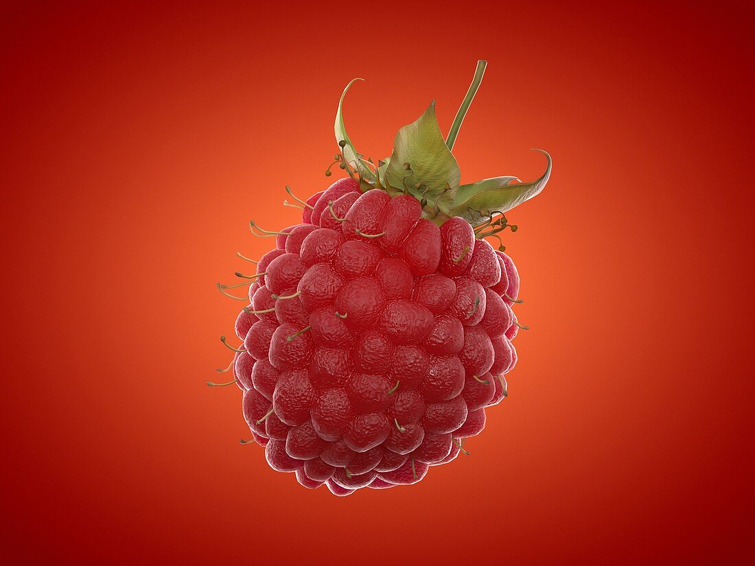 Raspberry, illustration