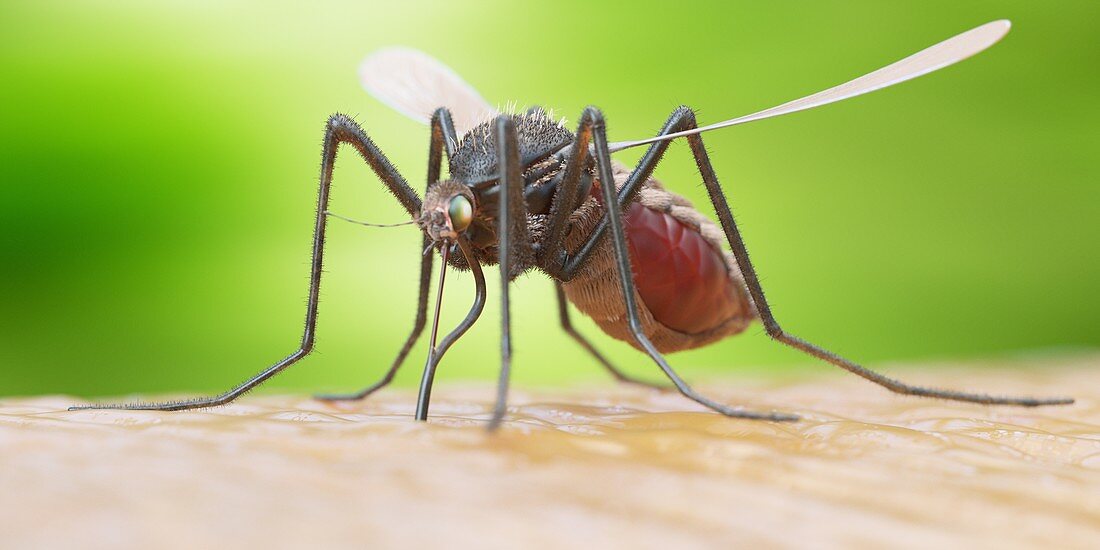 Mosquito on human skin, illustration