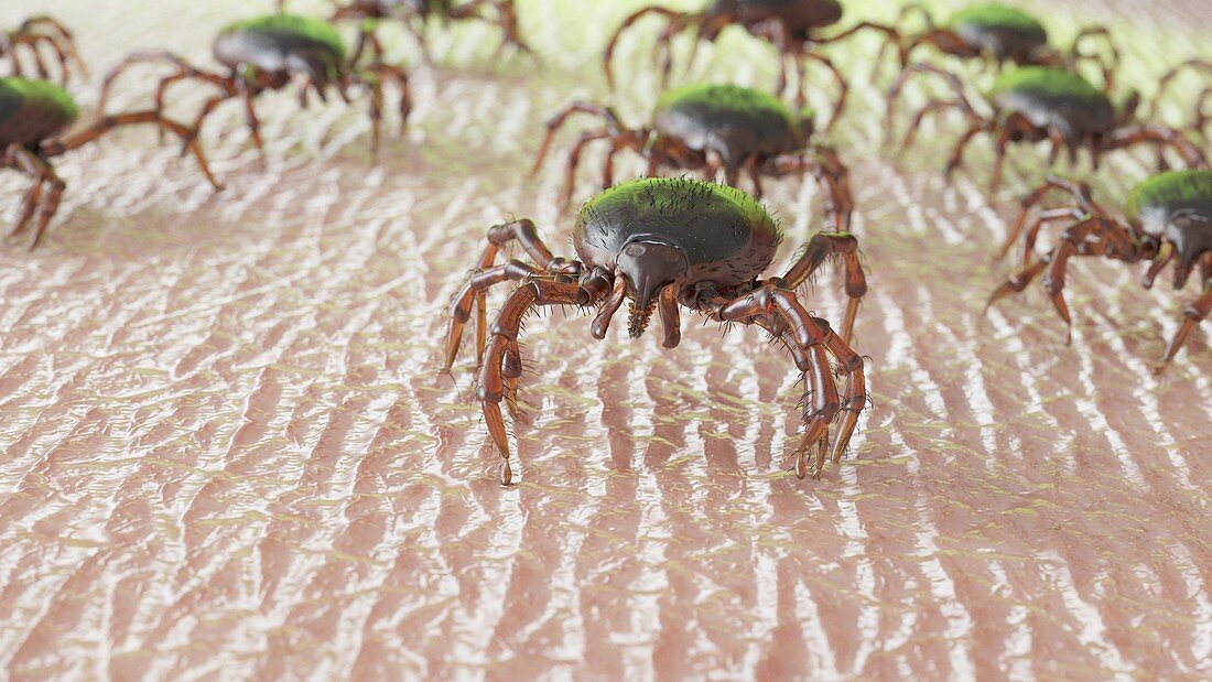 Group of ticks crawling on human skin, illustration