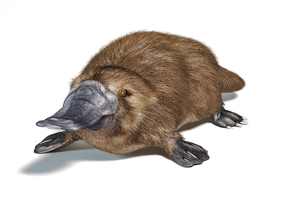 Platypus, illustration