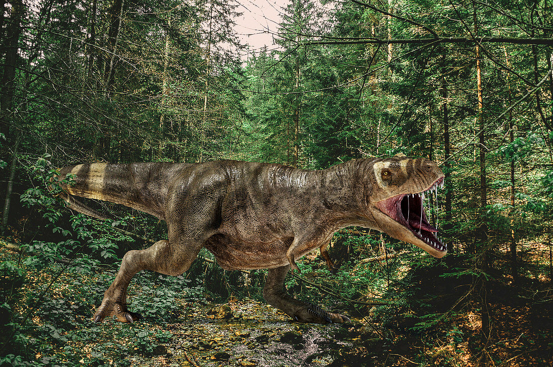 T-Rex dinosaur, illustration