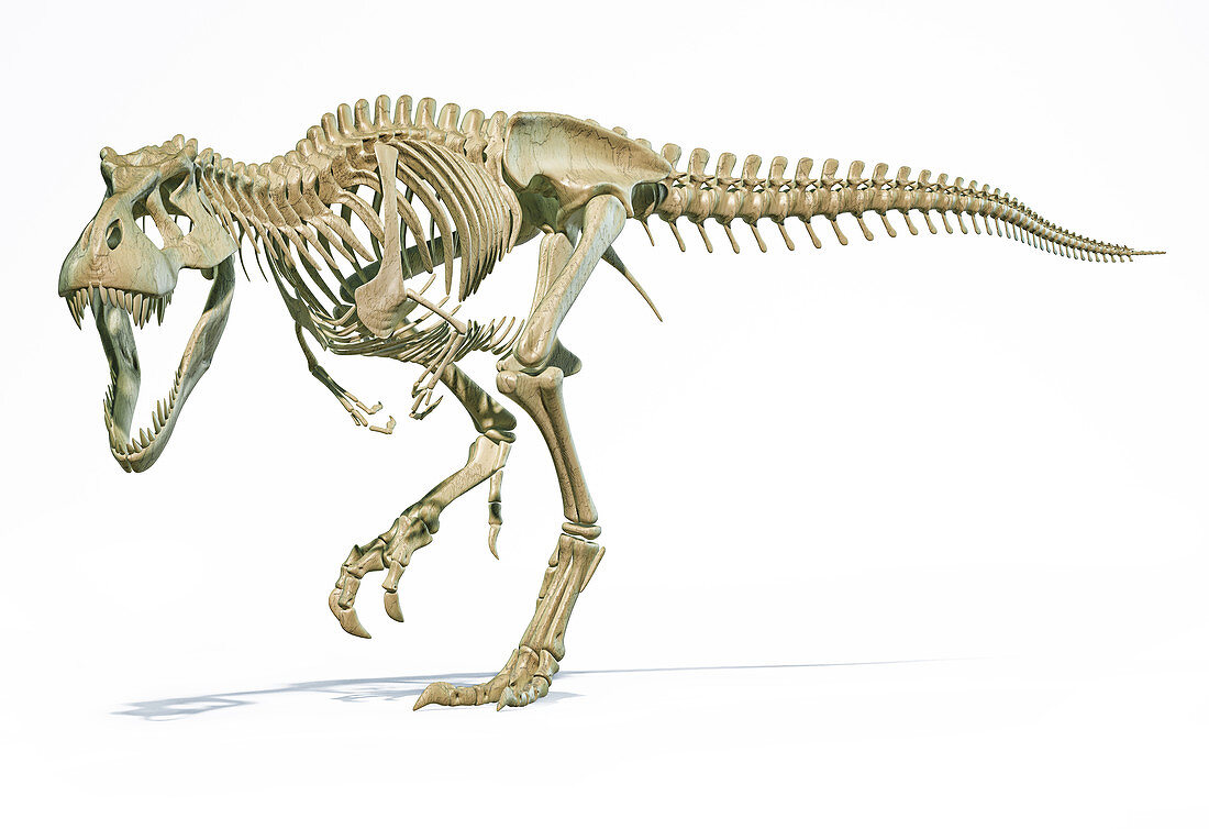 T-Rex skeleton, illustration