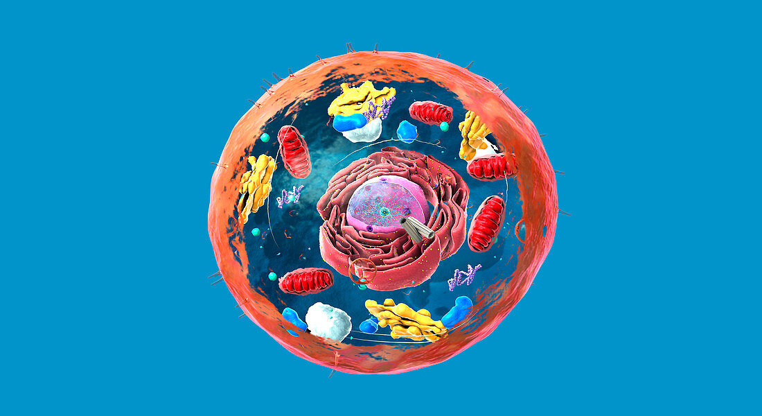 Animal cell structure, illustration