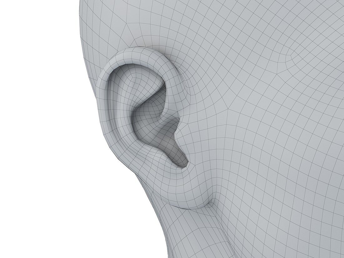 Wireframe ear, illustration