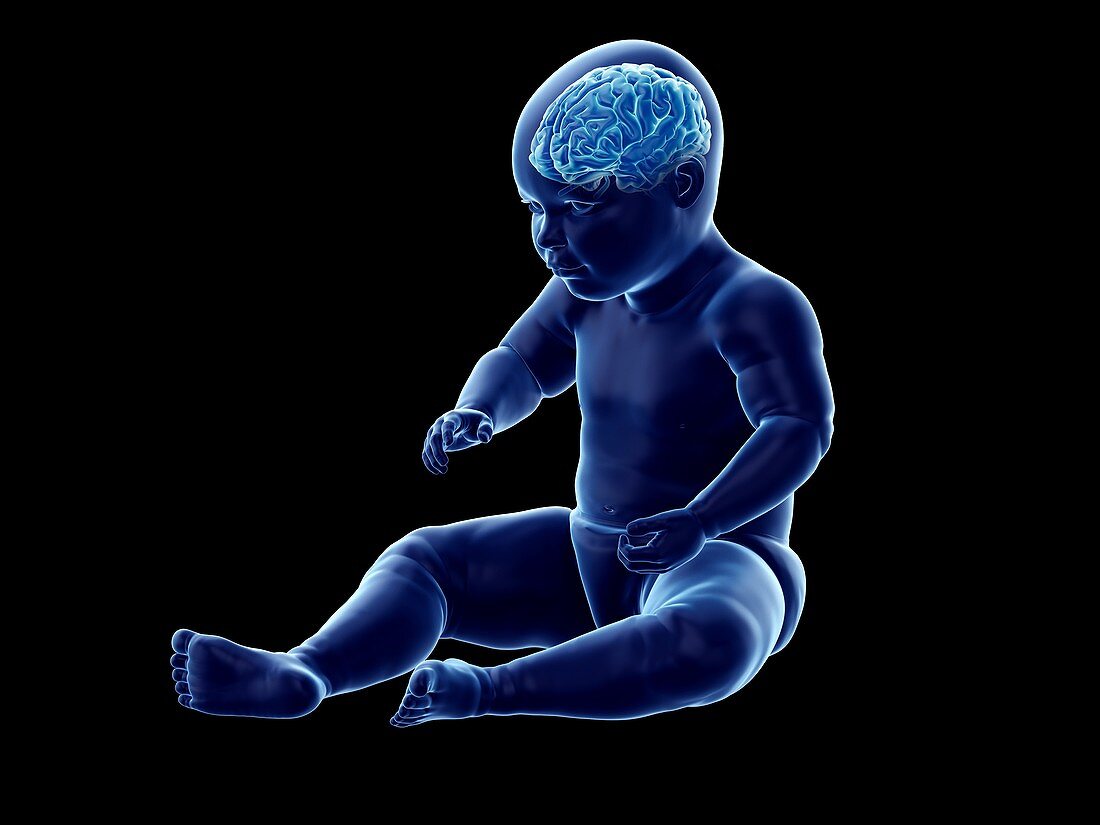 Brain of a baby, illustration