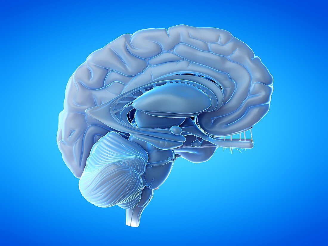 Human brain, illustration