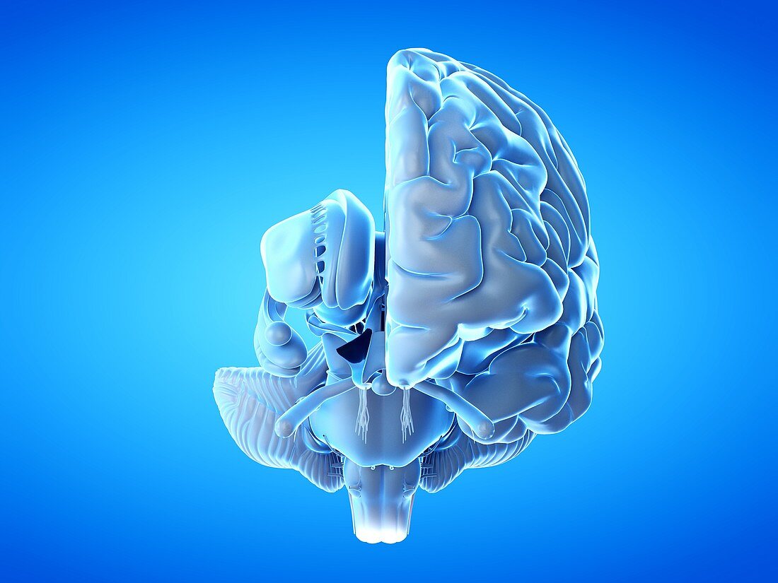 Human brain, illustration