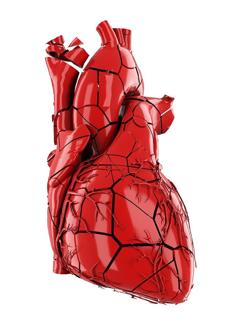 Broken human heart, illustration