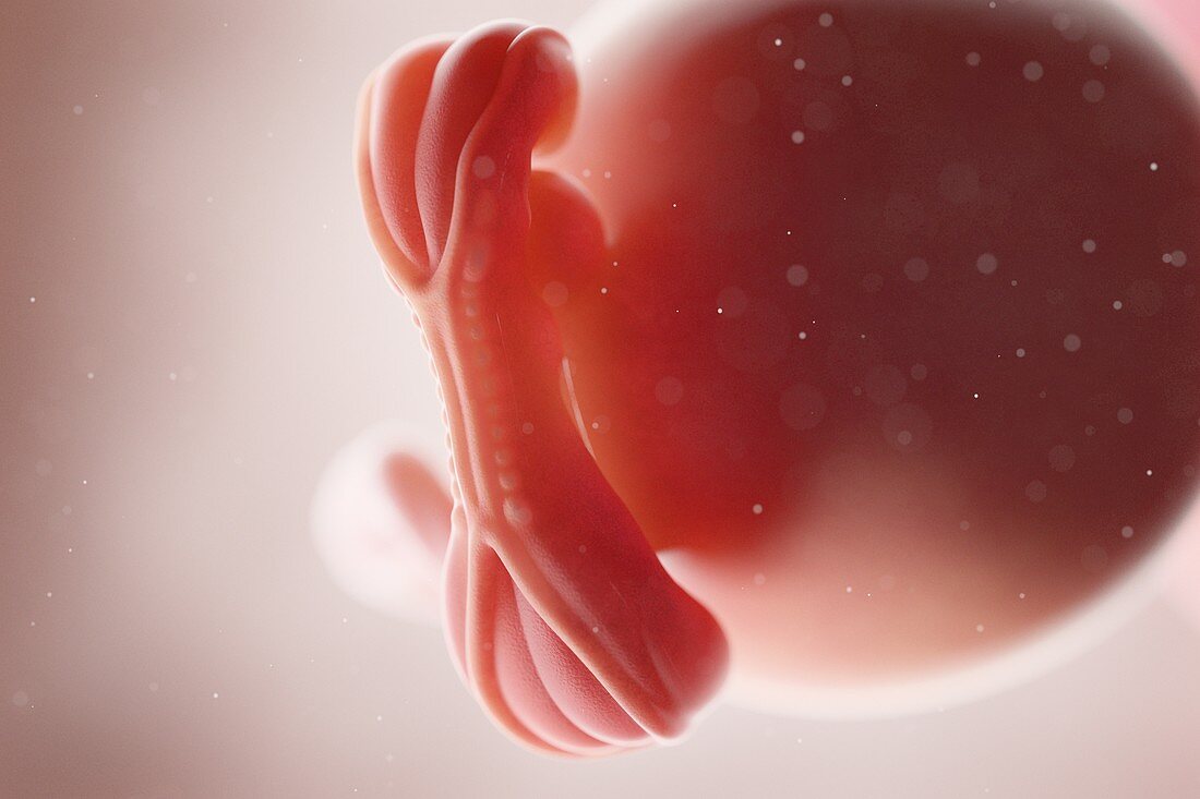 Human foetus, week 5, illustration