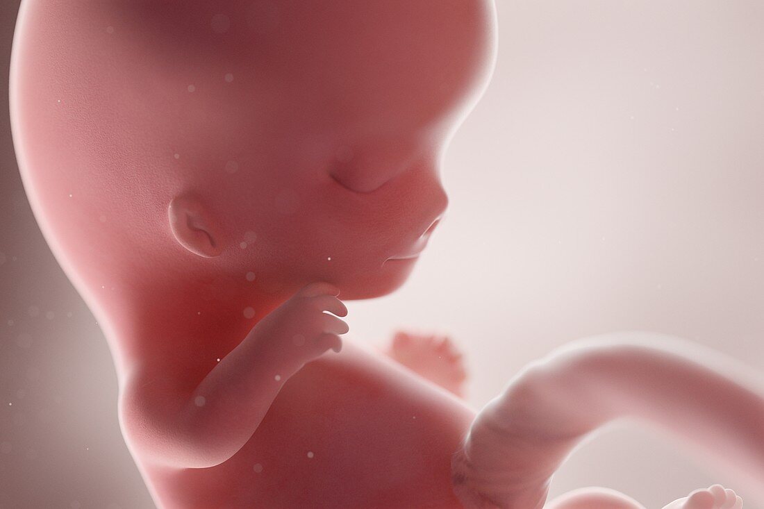 Human foetus, week 9, illustration