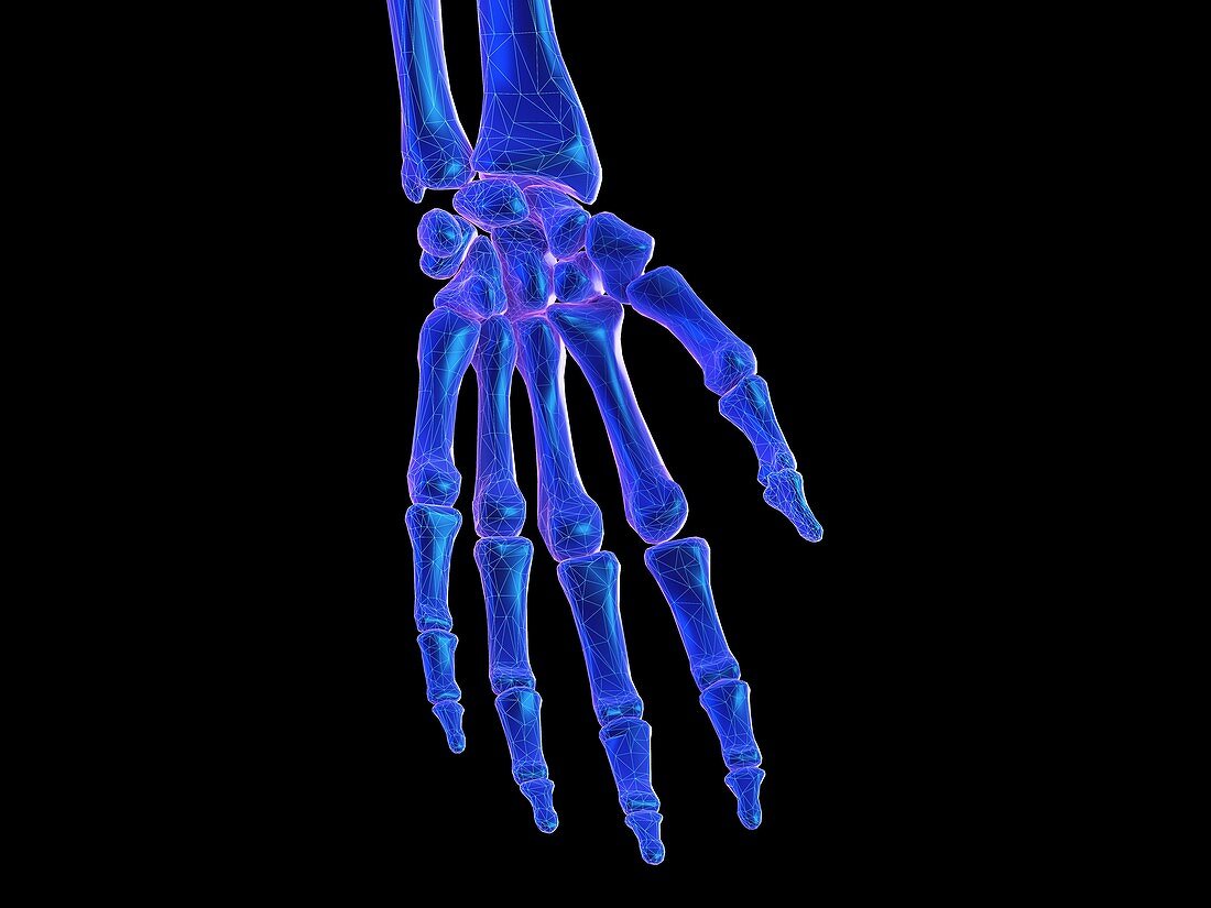 Skeletal hand, illustration