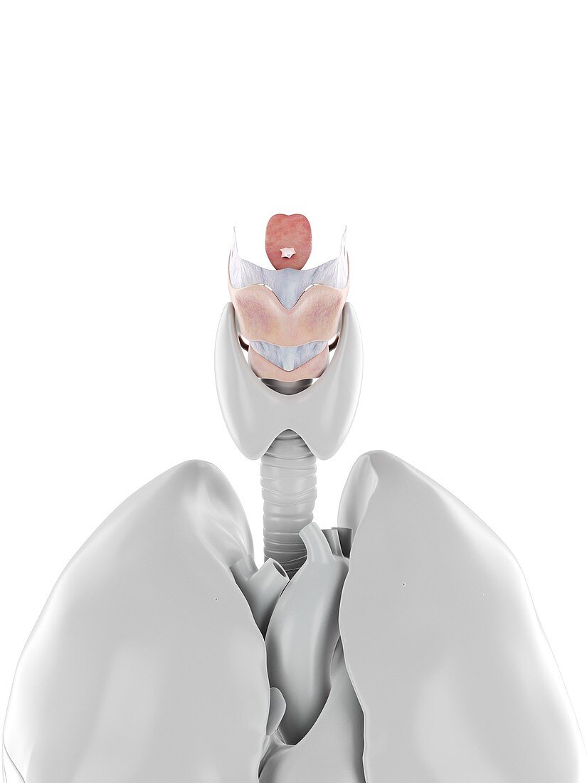 Larynx, illustration
