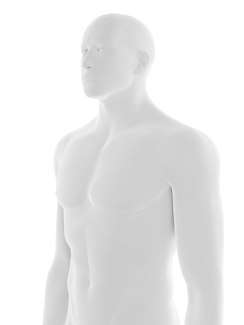 Male upper body, illustration