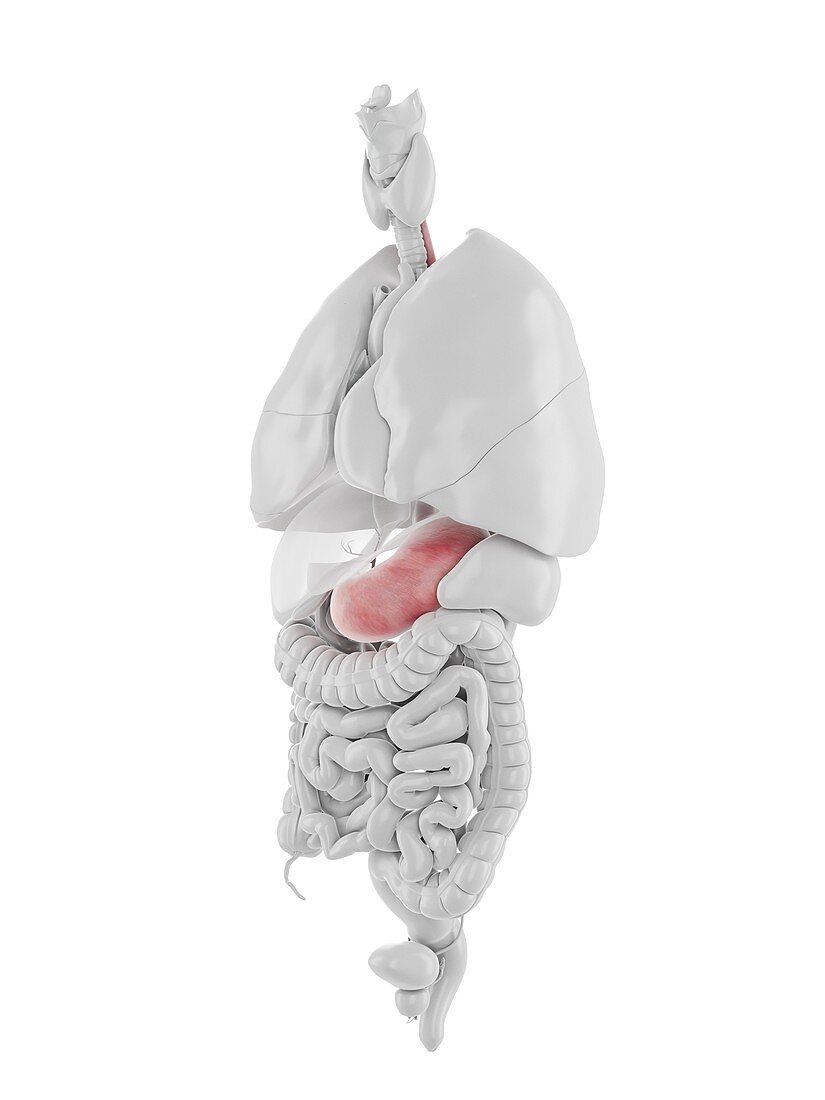 Stomach and oesophagus, illustration