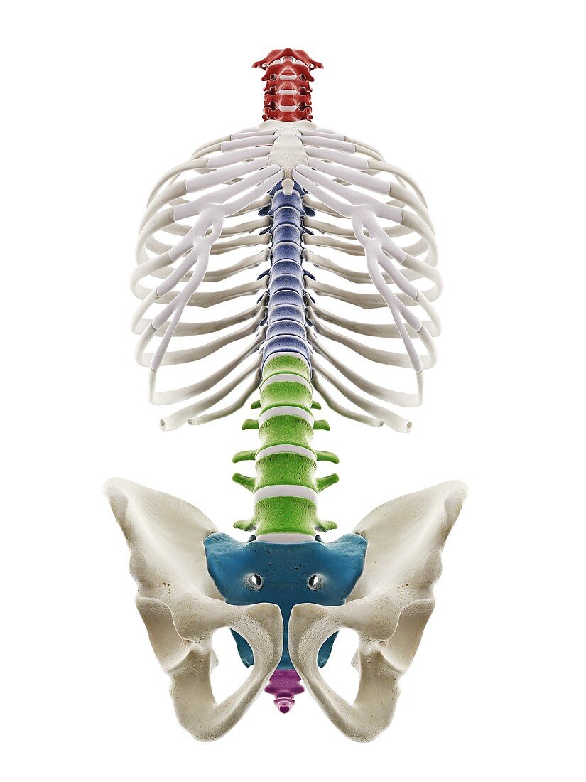 Segments of the human spine, illustration