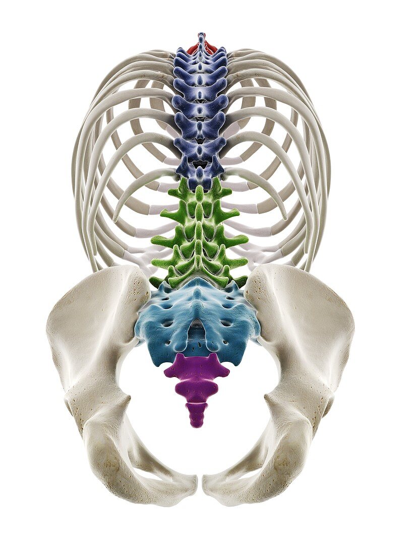 Segments of the human spine, illustration