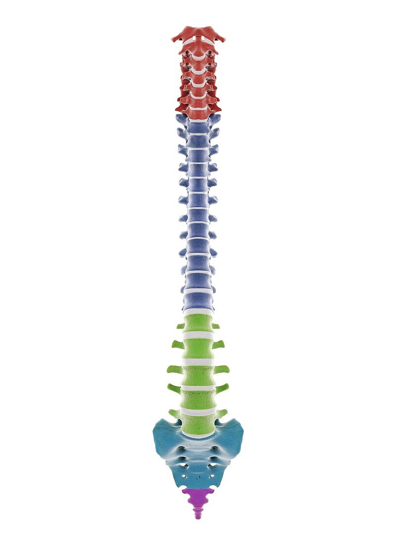 Segments of the human spine, illustration