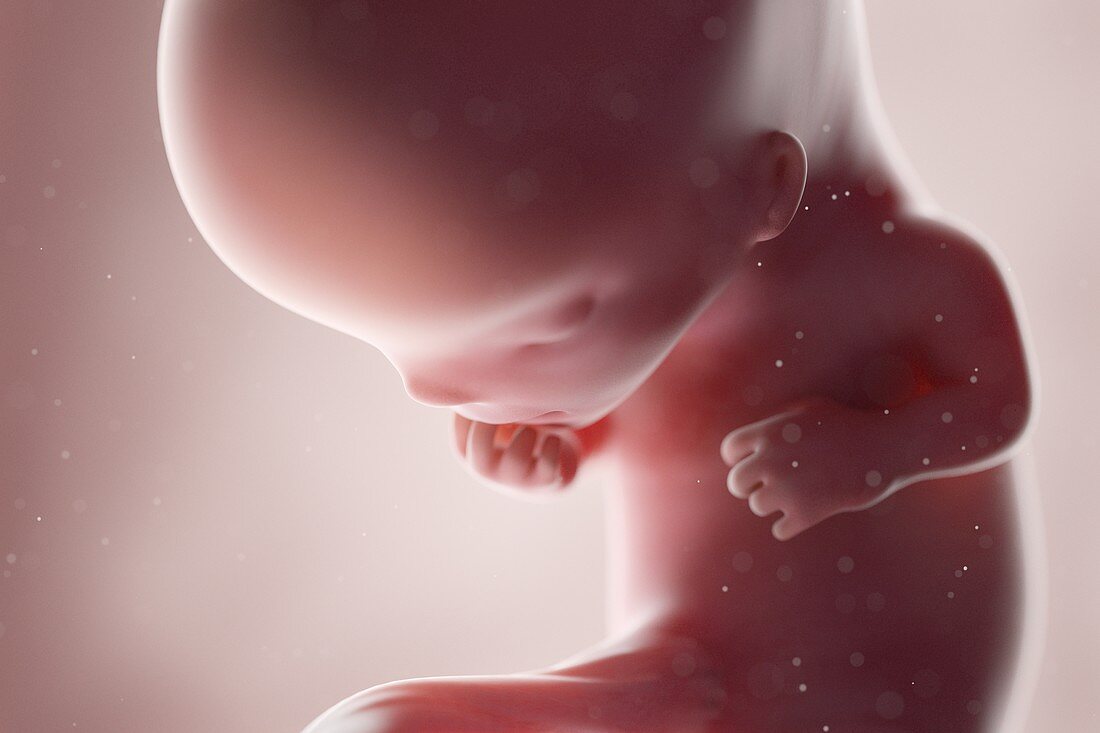 Human foetus, week 11, illustration