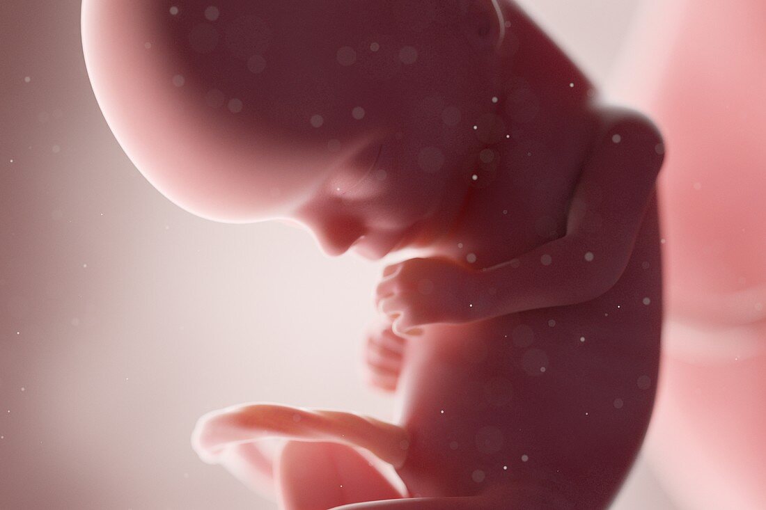 Human foetus, week 15, illustration