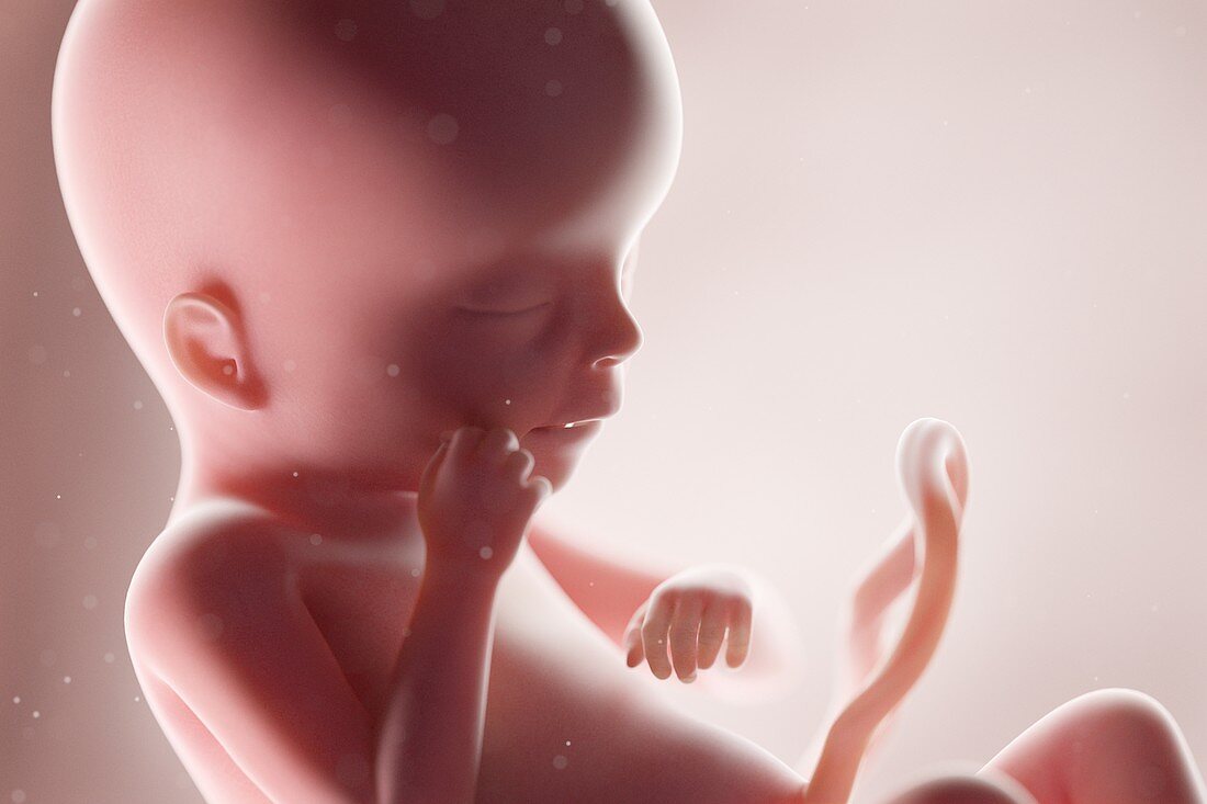 Human foetus, week 19, illustration