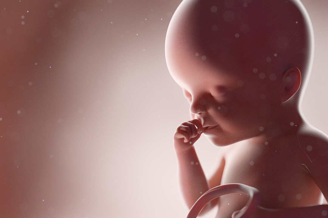 Human foetus, week 25, illustration